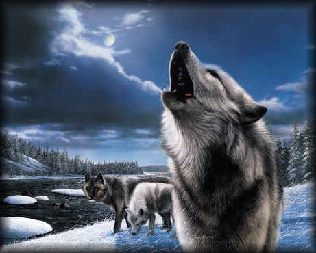 grey wolf picture