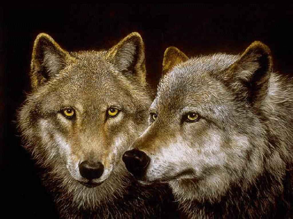 gray wolf couple