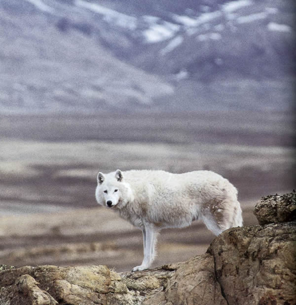 arctic wolf photo by Dave Mech