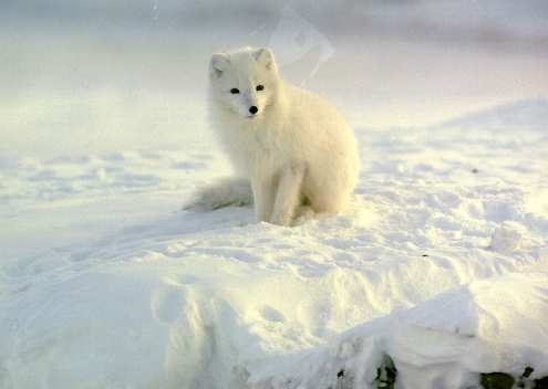 arctic fox photo